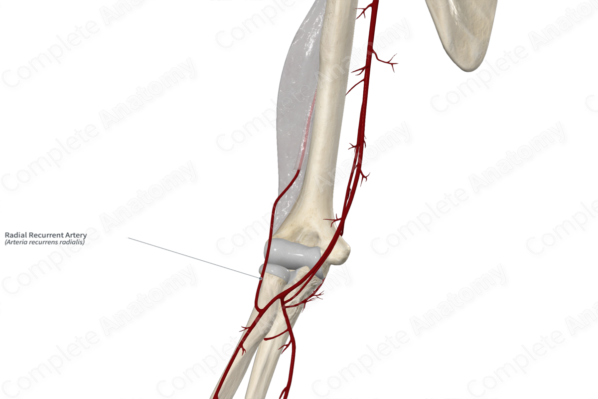 Radial Recurrent Artery 