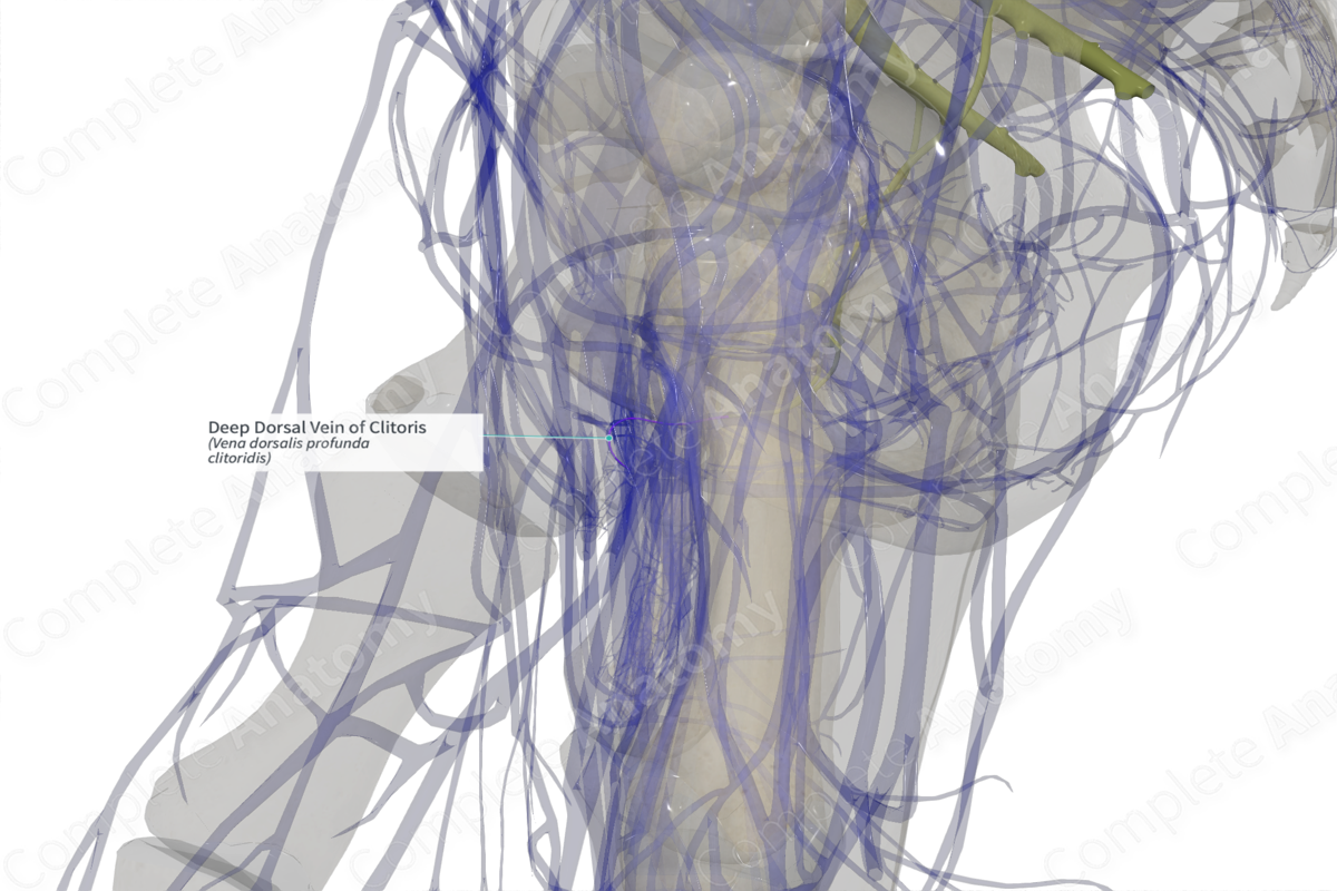 Deep Dorsal Vein of Clitoris | Complete Anatomy