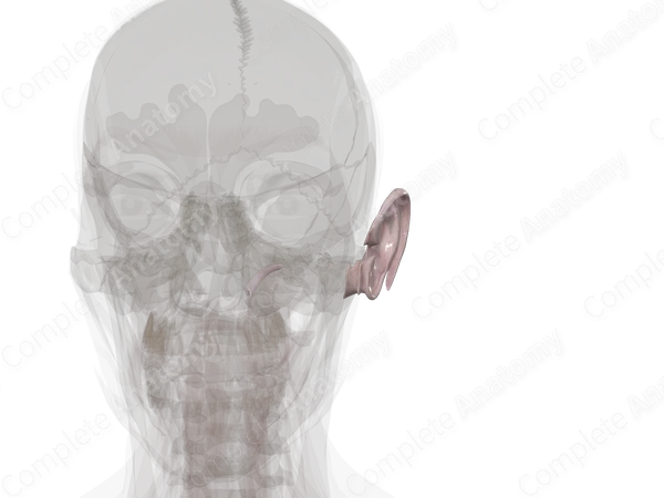 Connective Tissue of External & Middle Ear (Left)