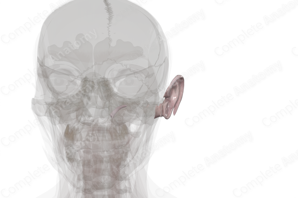 Connective Tissue of External & Middle Ear (Left)