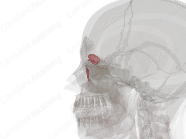 Lacrimal Apparatus (Left)