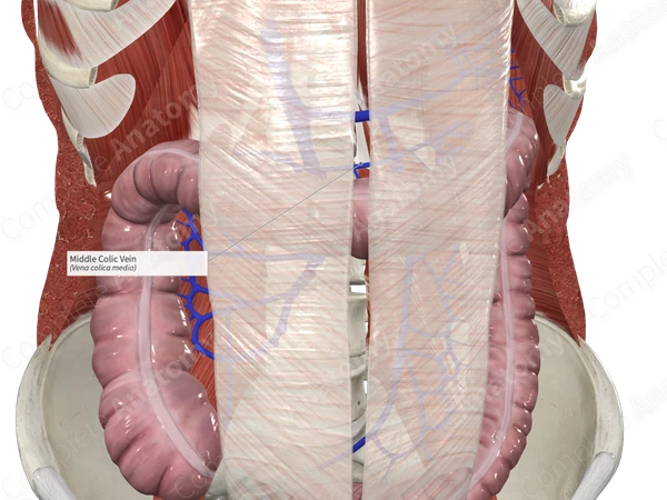 Middle Colic Vein