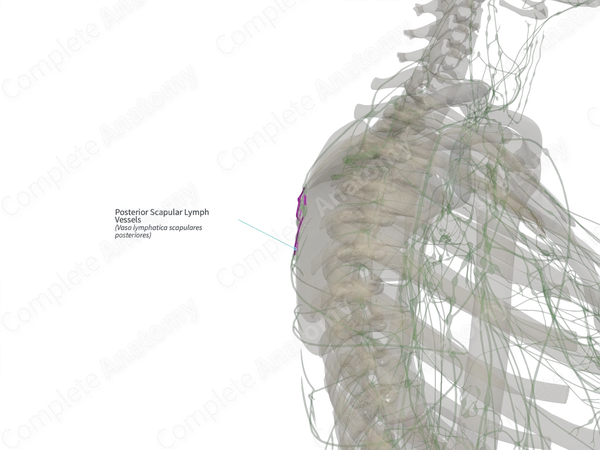 Posterior Scapular Lymph Vessels (Left)