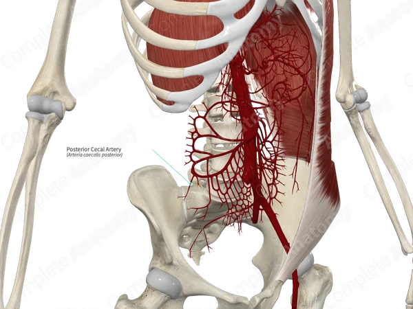 Posterior Cecal Artery