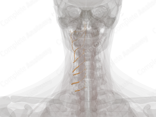 Anterior Rami of Cervical Nerves (Left)