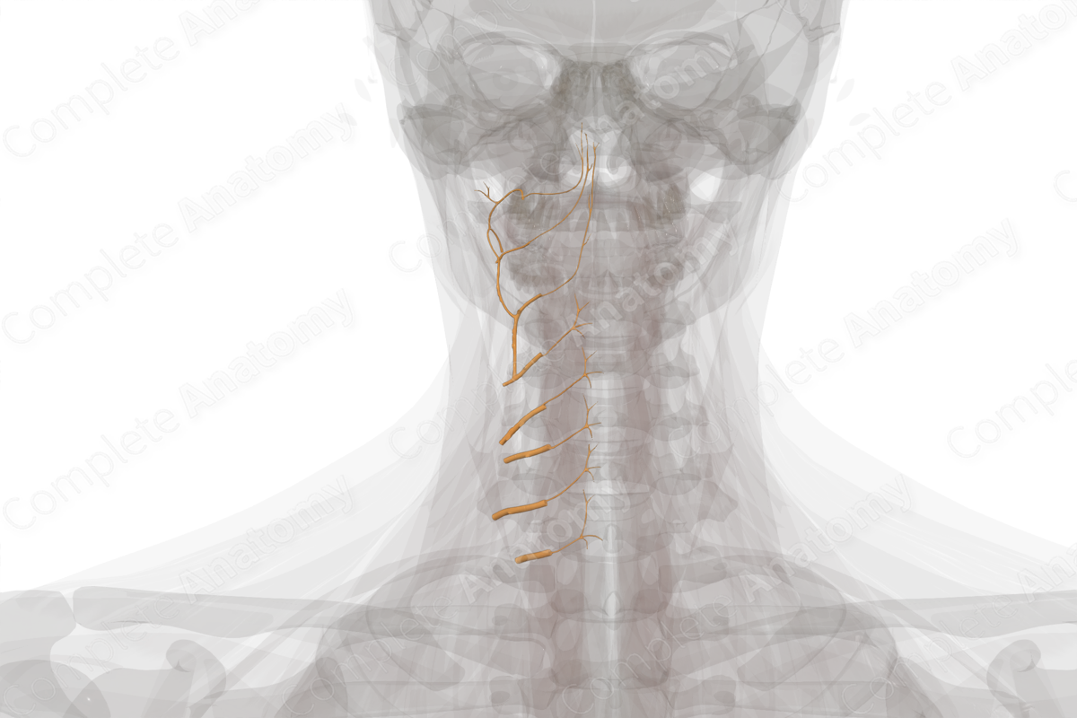 Anterior Rami of Cervical Nerves (Left)