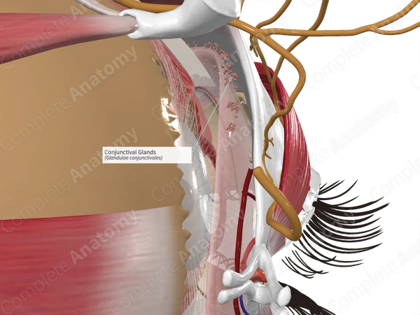 Conjunctival Glands