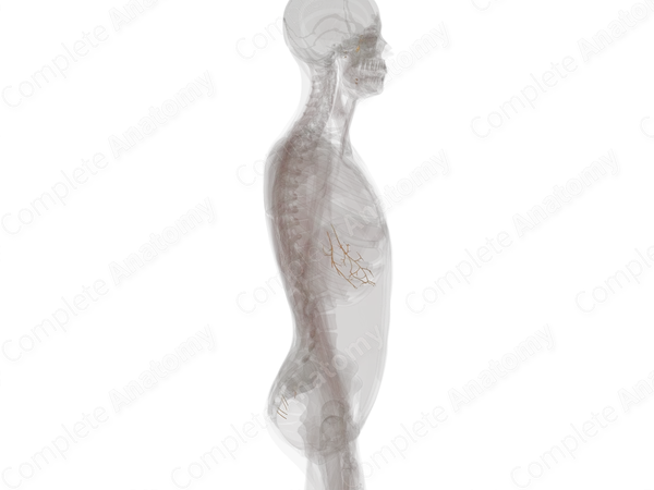 Craniosacral Part of Autonomic Division