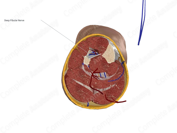 Deep Fibular Nerve 