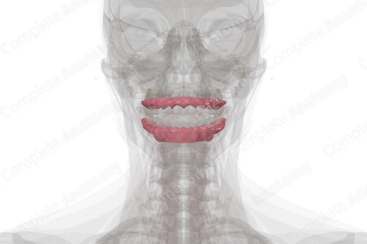 Oral Vestibule