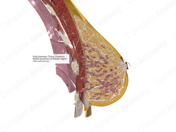 Subcutaneous Tissue (Superior Medial Quadrant of Breast; Right)