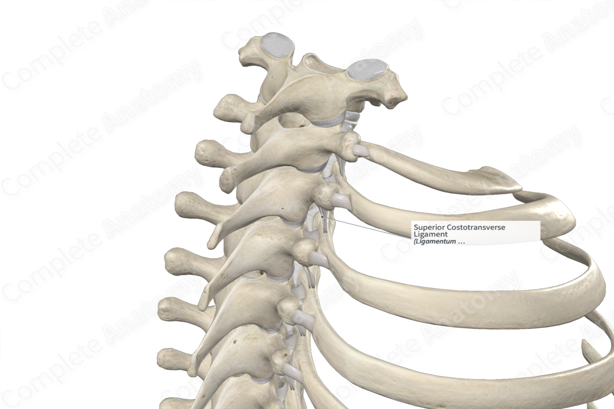 Superior Costotransverse Ligament 