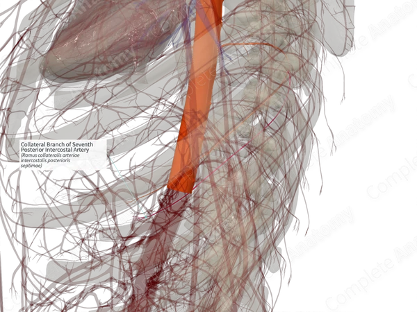 Collateral Branch of Seventh Posterior Intercostal Artery (Left)