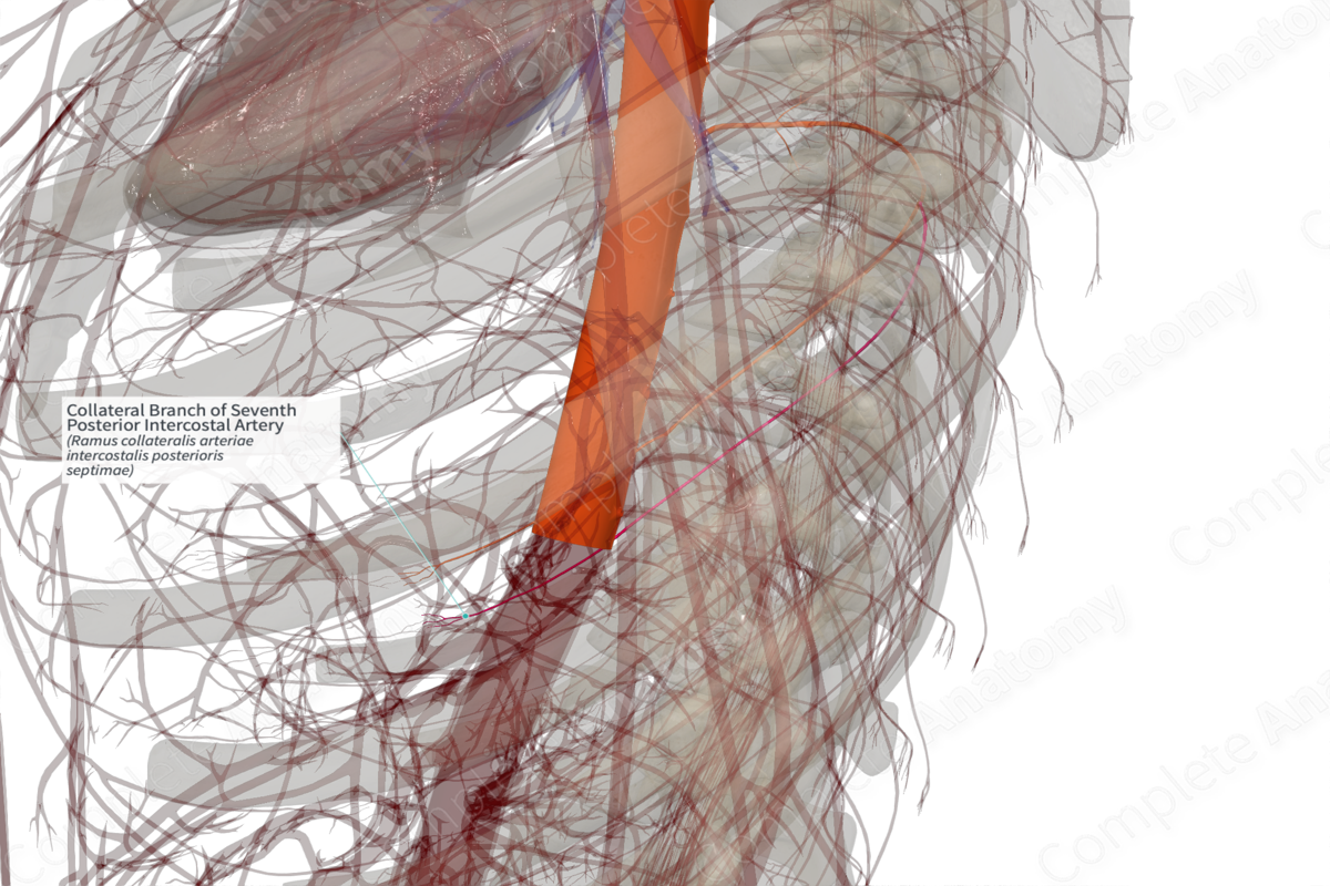 Collateral Branch of Seventh Posterior Intercostal Artery (Left)