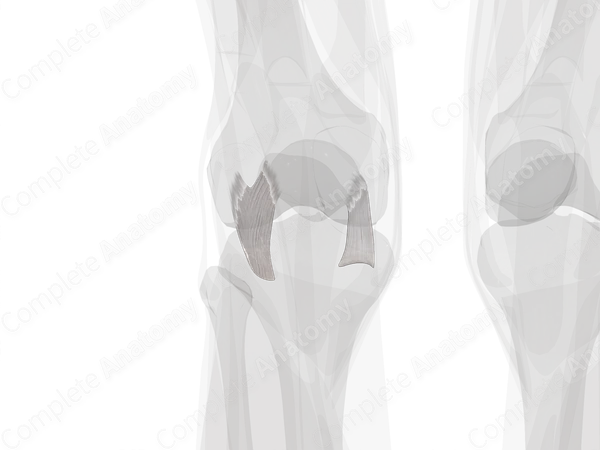 Retinacula of Knee Joint (Left)