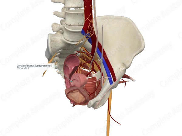 Cervix of Uterus (Left; Posterior)