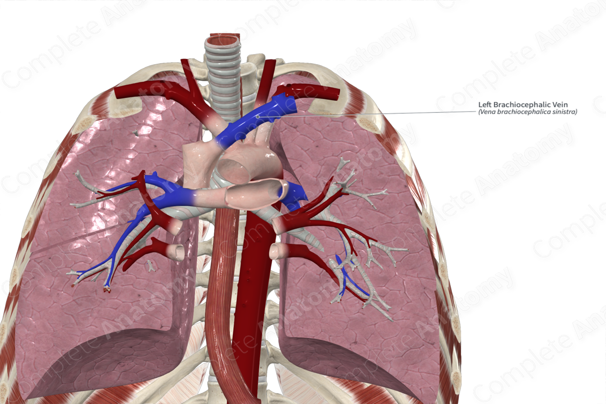 Left Brachiocephalic Vein