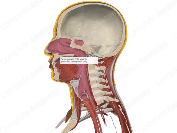 Semispinalis Colli Muscle