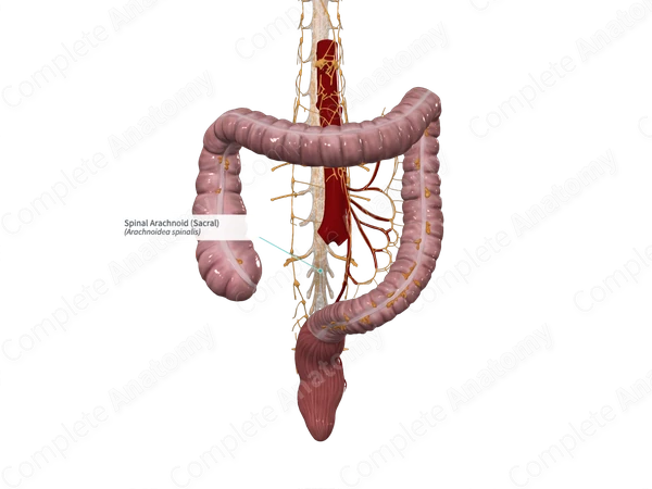 Spinal Arachnoid (Sacral)