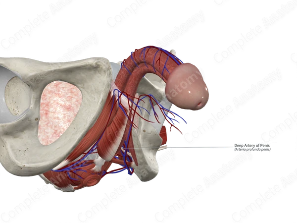 Deep Artery of Penis