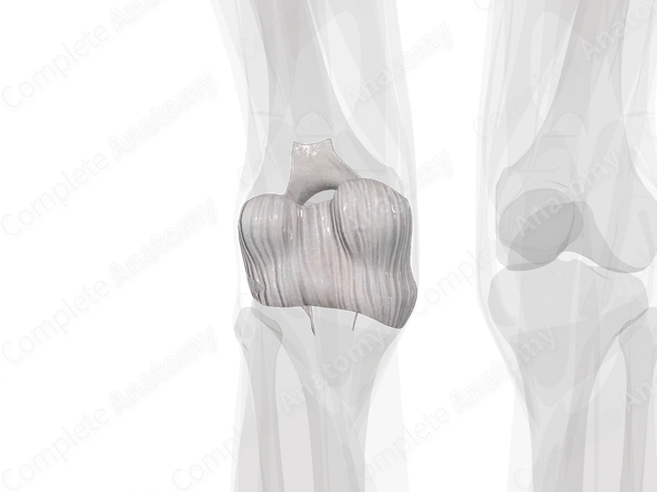 Articular Capsule of Knee Joint (Left)