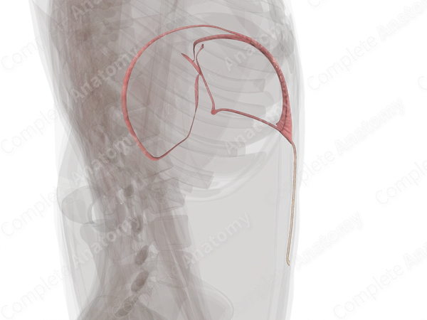 Peritoneal Ligaments of Liver