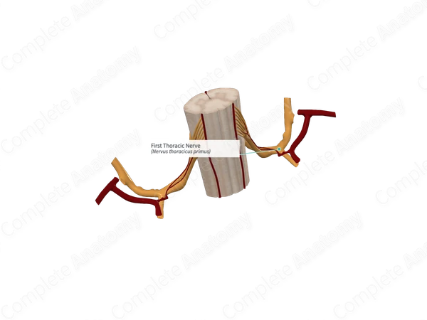 First Thoracic Nerve