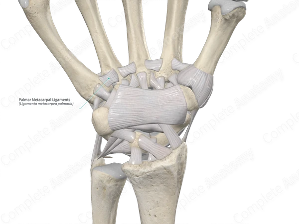 Palmar Metacarpal Ligaments