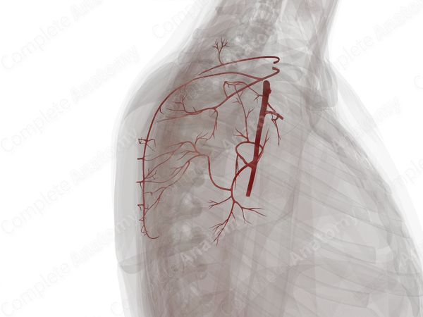 Arteries of Pectoral, Scapular, and Deltoid Regions (Left)
