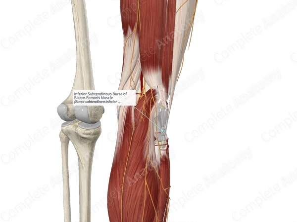 Inferior Subtendinous Bursa of Biceps Femoris Muscle