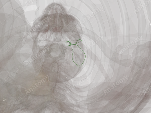 Lateral Cervical Lymph Vessels (Left)