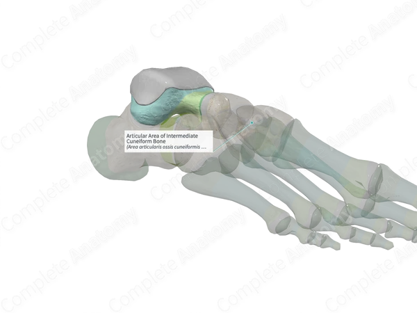 Articular Area of Intermediate Cuneiform Bone 
