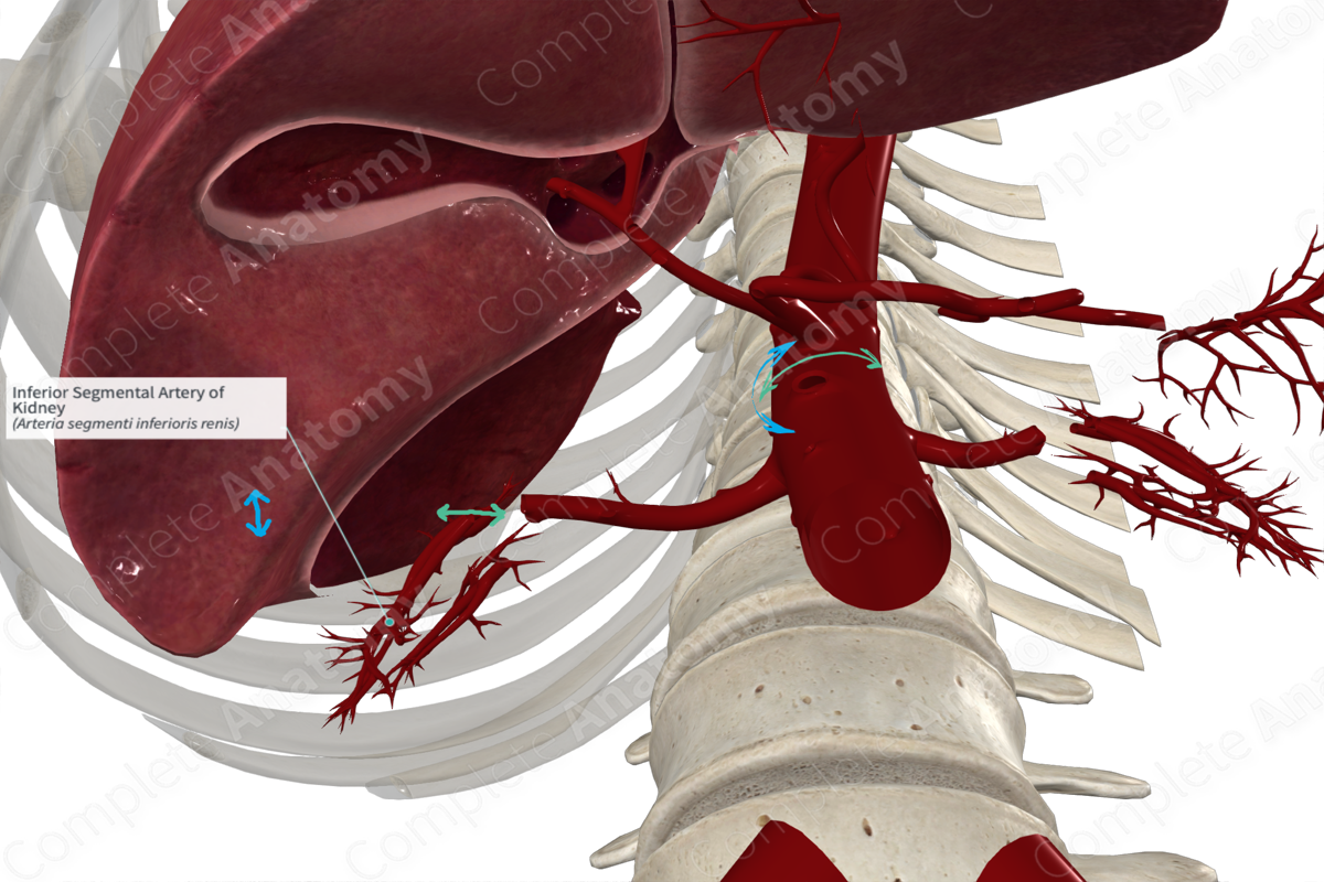 Inferior Segmental Artery of Kidney 