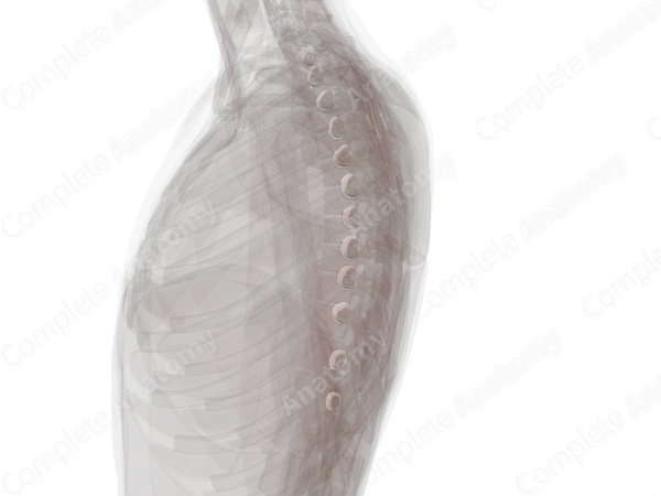 Joint of Head of Rib (Left)
