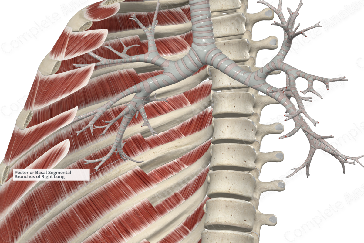 Posterior Basal Segmental Bronchus of Right Lung