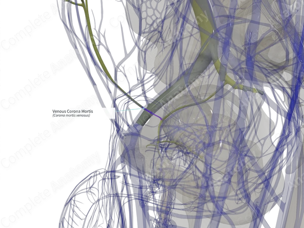 Venous Corona Mortis (Left)