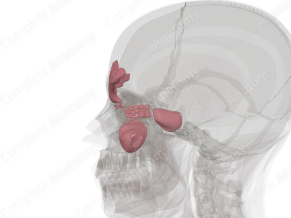 Paranasal Sinuses