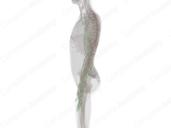 Lymph Vessels of Upper Limb (Left)