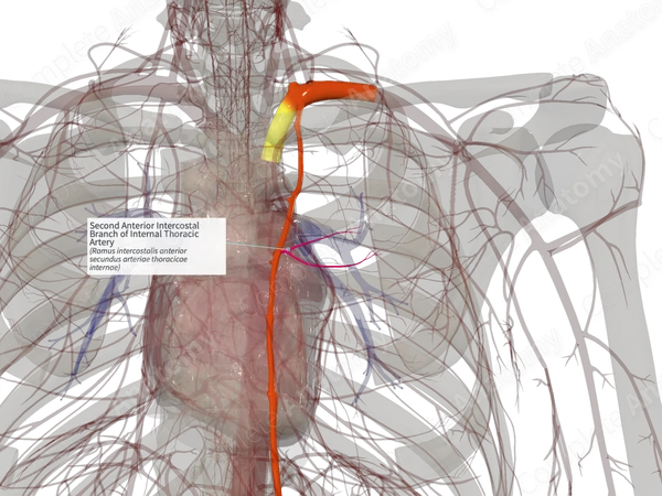 Second Anterior Intercostal Branch of Internal Thoracic Artery (Right)