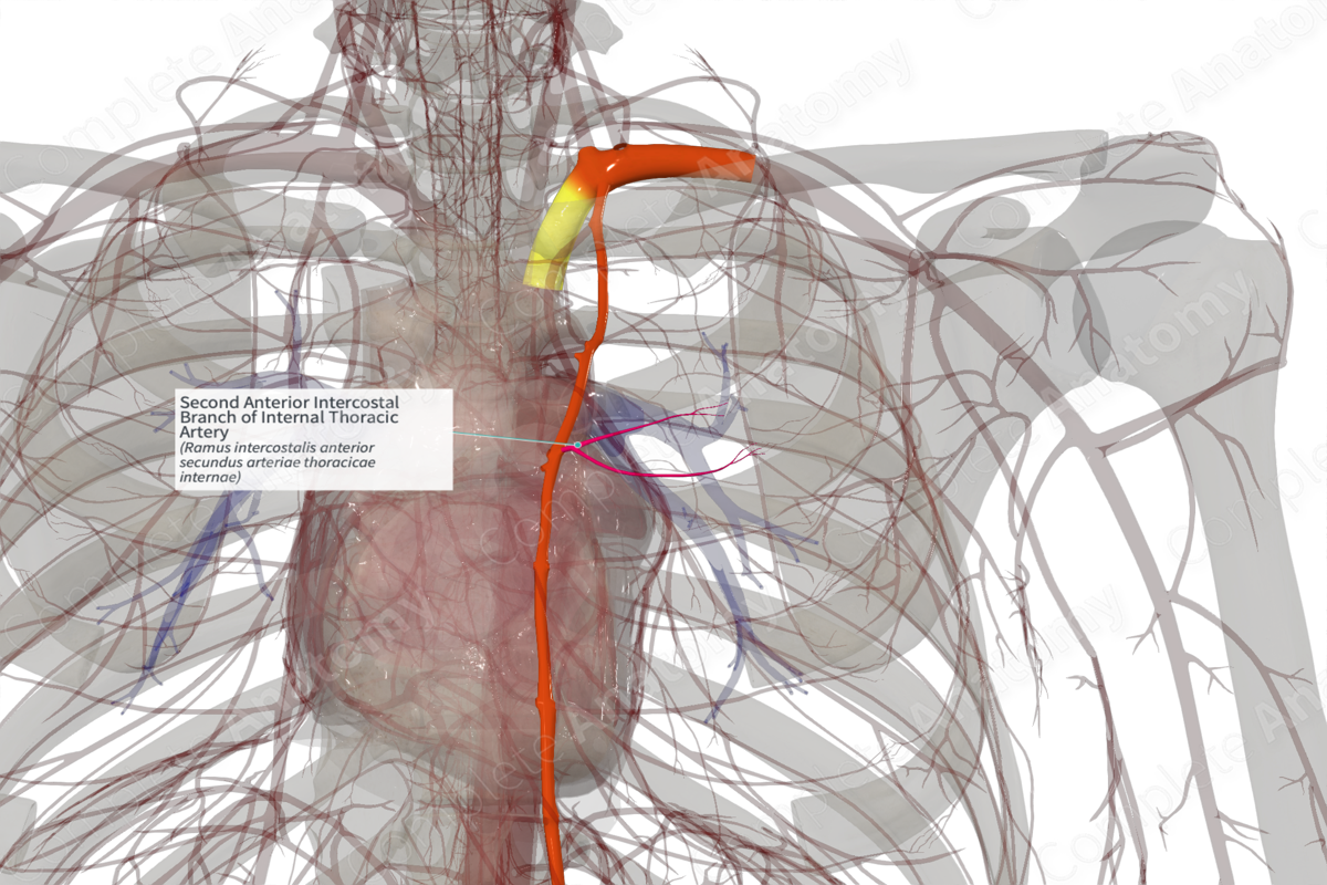 Second Anterior Intercostal Branch of Internal Thoracic Artery (Right)