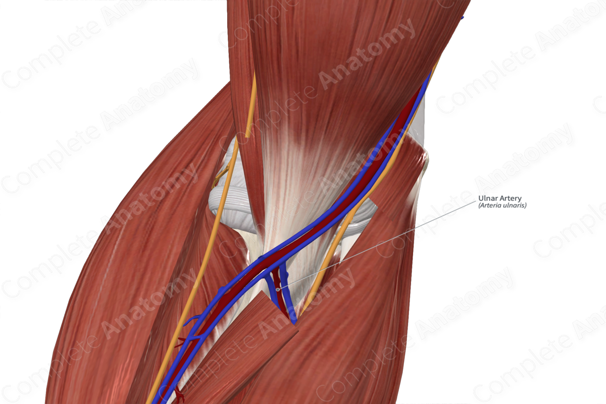 Ulnar Artery 