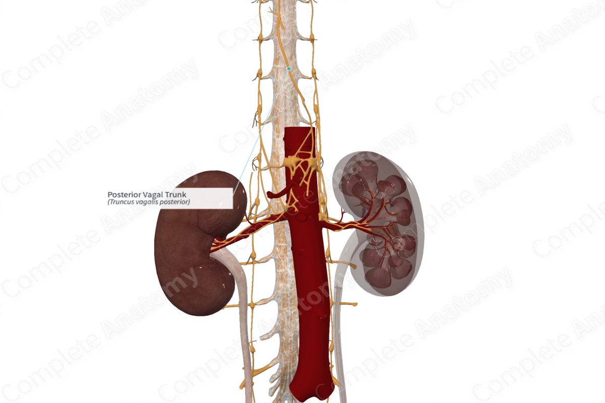 Posterior Vagal Trunk Complete Anatomy
