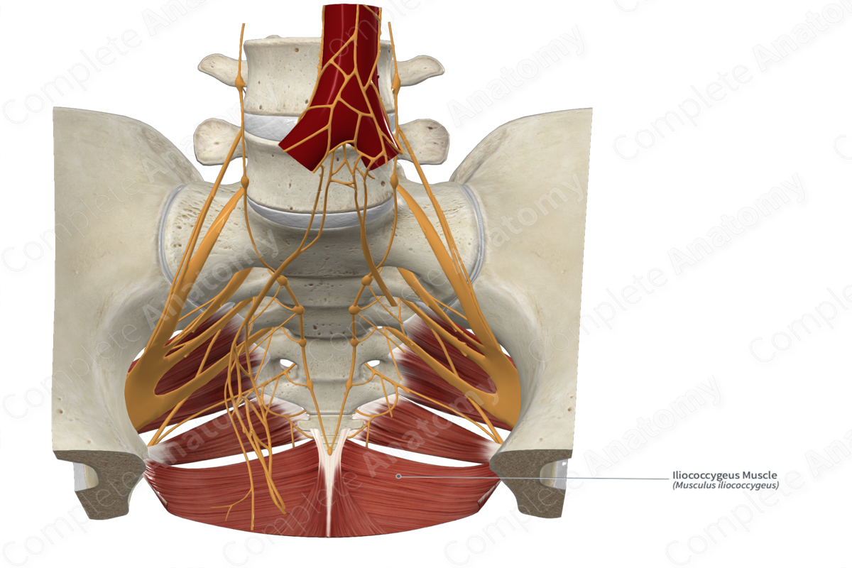 Iliococcygeus Muscle 