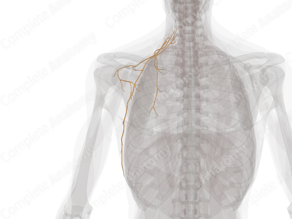 Supraclavicular Branches of Brachial Plexus (Left)