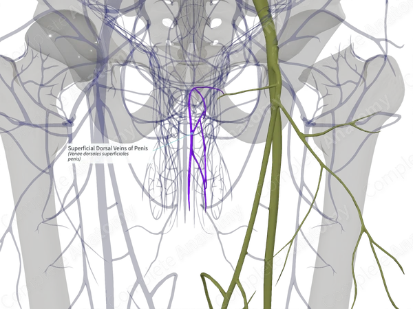 Superficial Dorsal Veins of Penis (Right)