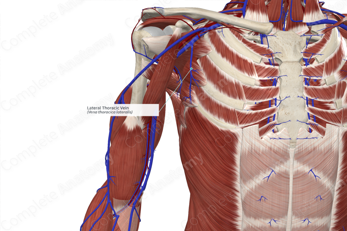 Lateral Thoracic Vein 