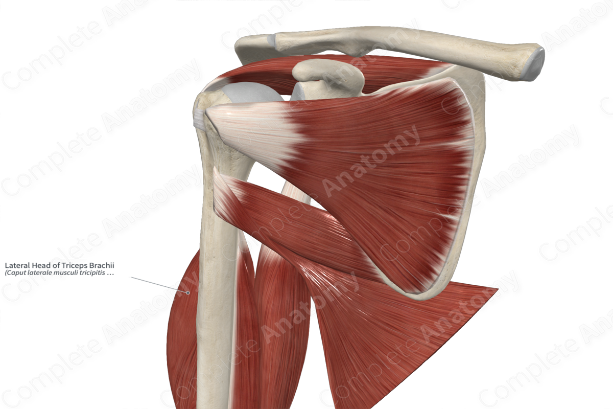 Lateral Head of Triceps Brachii 