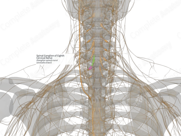 Spinal Ganglion of Eighth Cervical Nerve (Left)