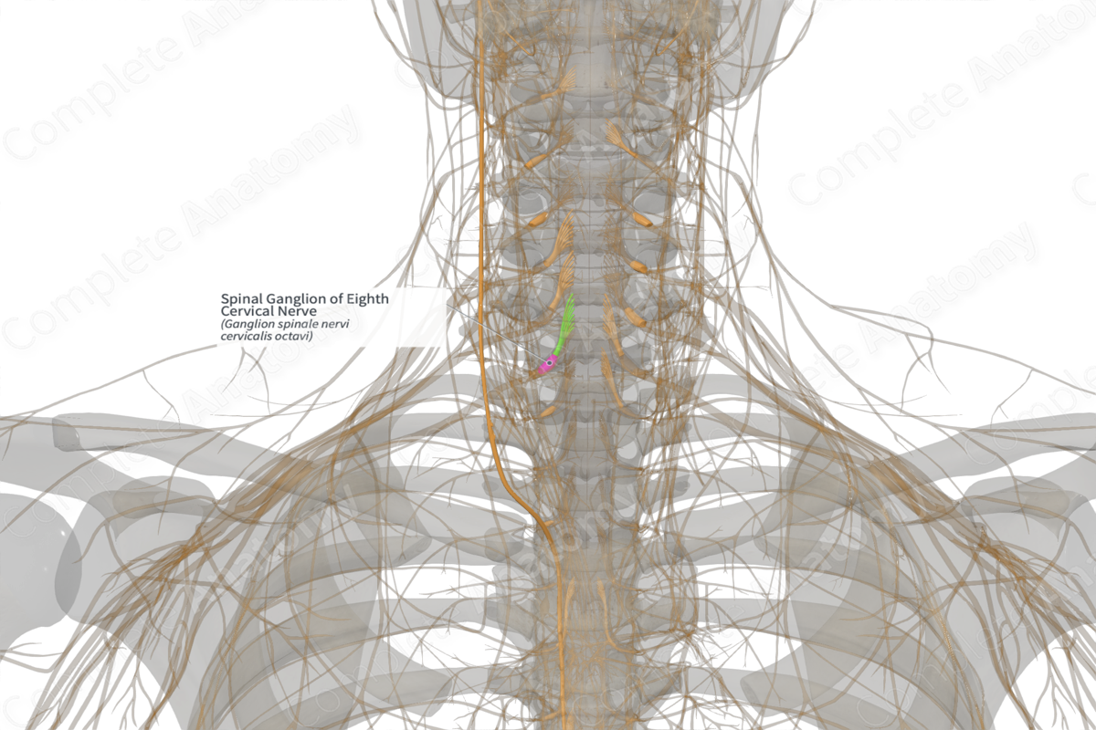 Spinal Ganglion of Eighth Cervical Nerve (Left)
