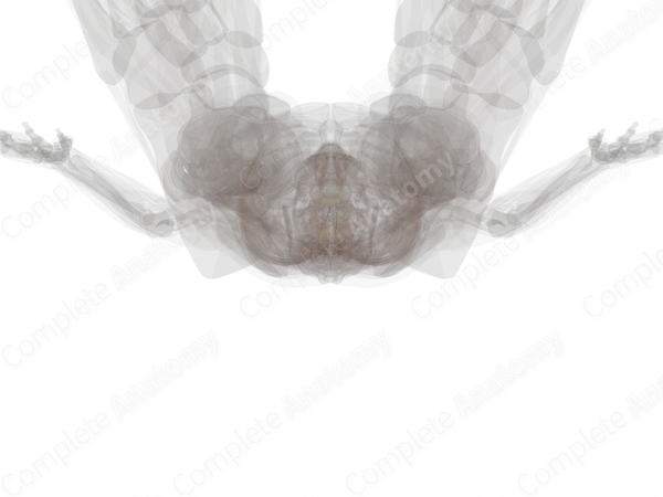 Anterior Segmental Medullary Veins